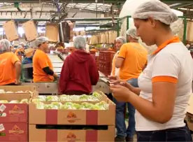 Manufatura no packinghouse